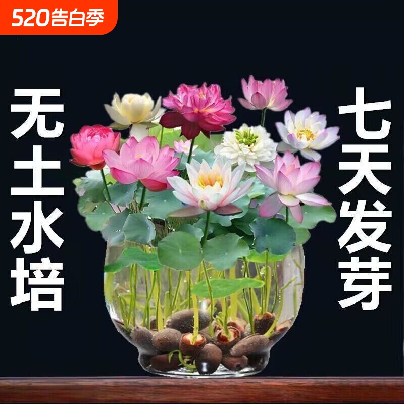 鱼缸水草种子水培真草养鱼碗莲种籽装饰造景植物固定景观水质观赏