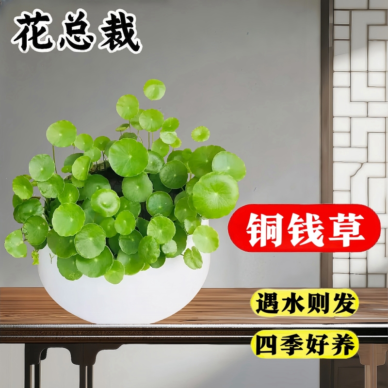 铜钱草常青新手好养30天养死包赔