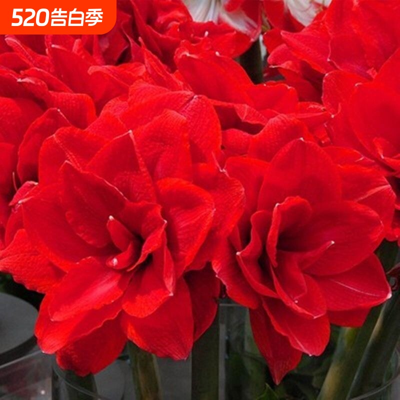 【耐严寒】进口朱顶红重瓣大花盆栽植物客厅绿植花卉大全好养活