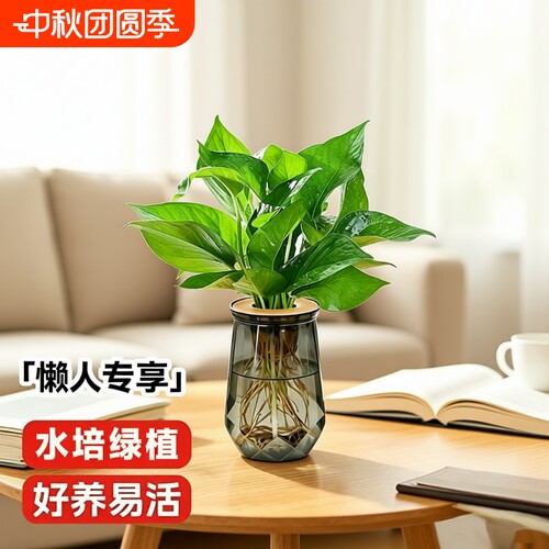 水培绿萝发财树懒人植物室内好养花瓶水养盆栽绿植净化空气金钻