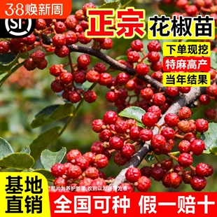 正宗花椒苗树大红袍带土带盆栽老桩四川九叶青花椒树大苗当年结果