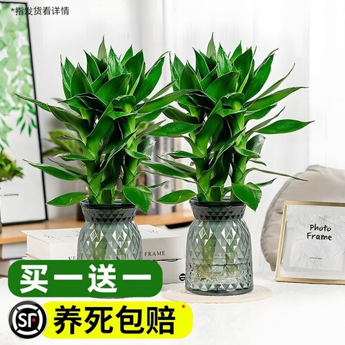 观音竹水培带花卉绿植