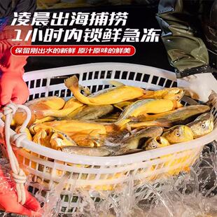 黄花鱼大黄鱼新鲜冷冻大黄鱼海鲜水产鱼类商用批发生鲜大号黄鱼