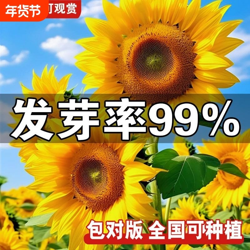 向日葵种孑花种籽子矮四季开花高杆观赏盆栽庭院葵花种子玩具熊,鲜花速递/花卉仿真/绿植园艺,家庭园艺种子,淘宝优惠券,粉丝福利购,淘宝优惠卷