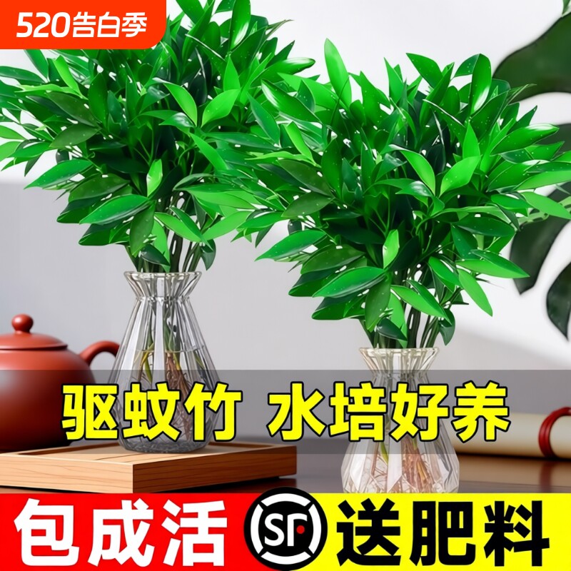 竹柏驱蚊竹水培祛蚊植物室内外蚊子克星水养绿植花卉盆栽办公桌面