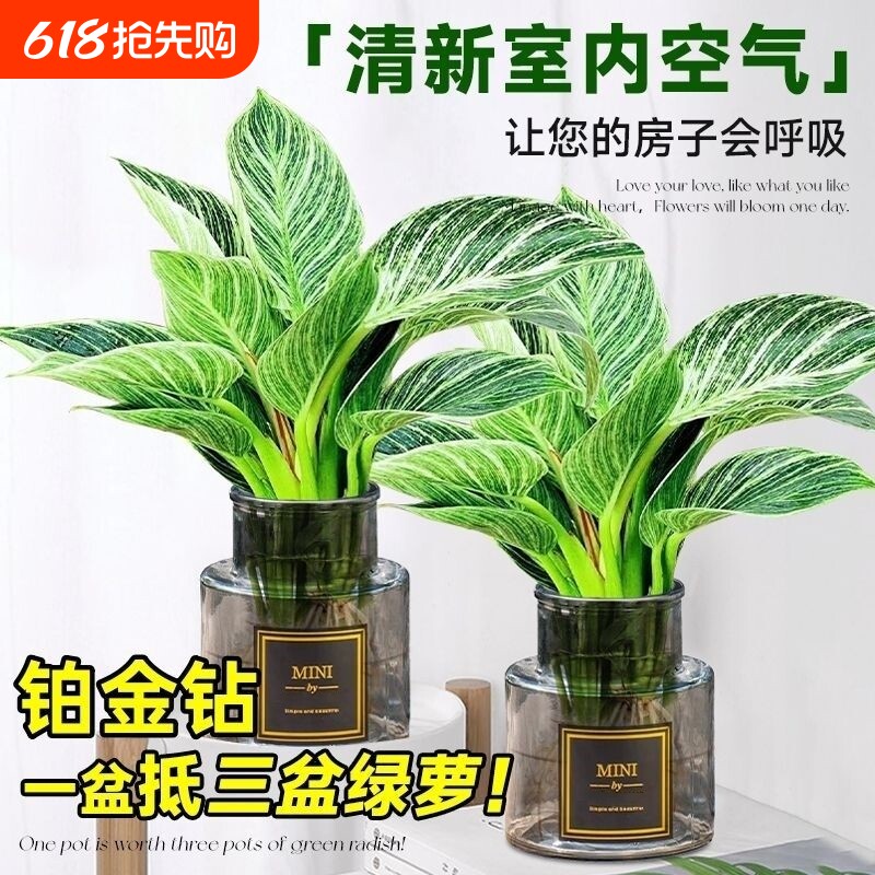铂金钻水培植物客厅室内好养大叶金钻绿公主净化空气盆栽甲醛水养