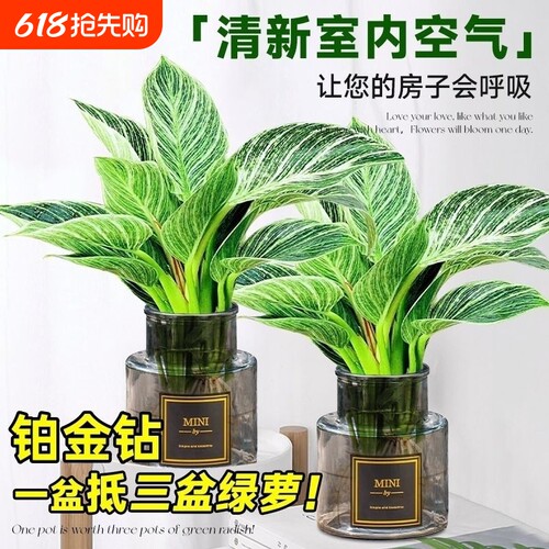 铂金钻水培植物净化空气除甲醛
