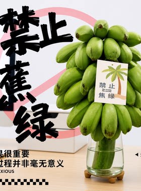 禁止蕉绿办公室水培整串小香蕉拒绝焦虑小米蕉迷你香蕉静止不蕉绿