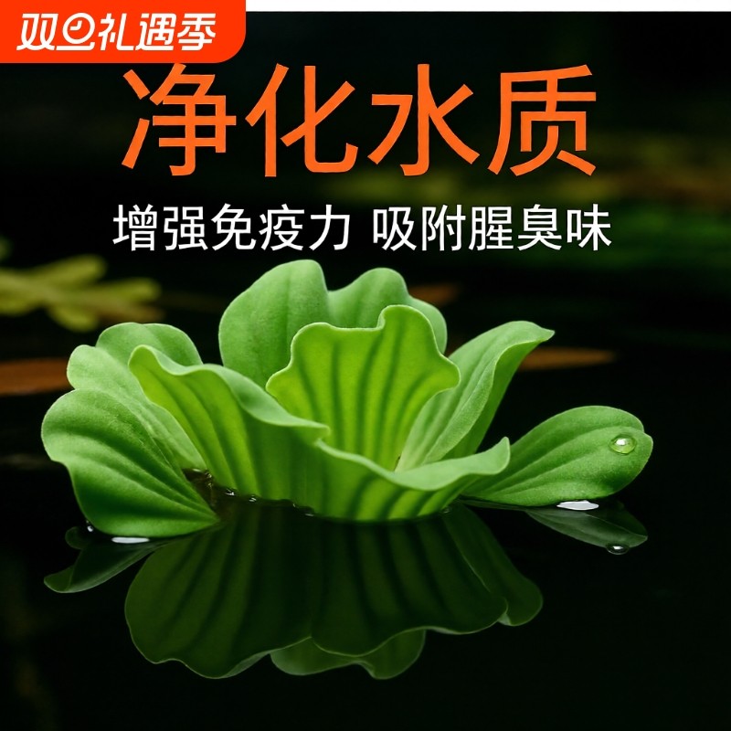 鱼缸浮萍水草套餐大全水培水生绿植碗莲鱼缸植物造景套餐增氧植物