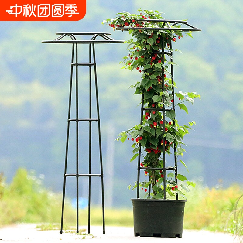 植物花支架月季爬藤架藤本攀爬架图片
