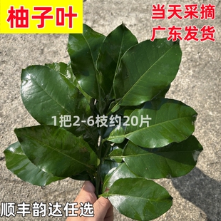 新鲜碌柚乔迁新居开运出狱沐浴带枝老树碌釉现摘沙田柚柚子叶水果