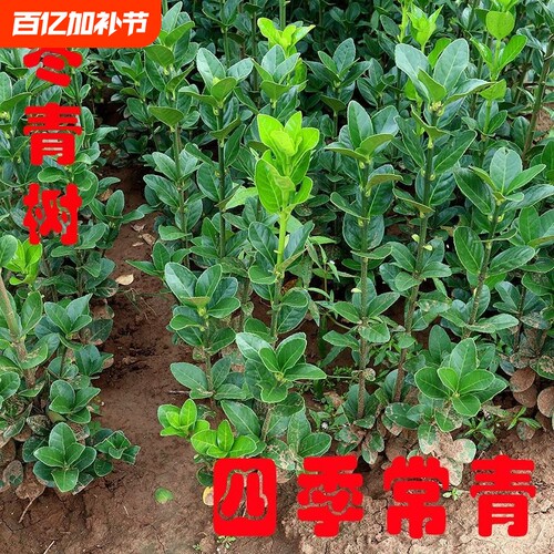 篱笆植物北海道黄杨|千人加购