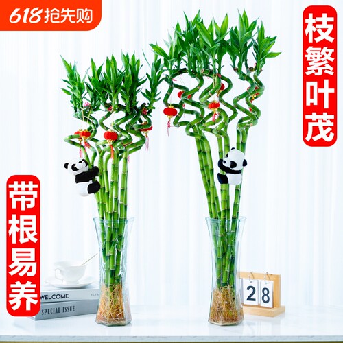 富贵竹水养带根|超8000次加购