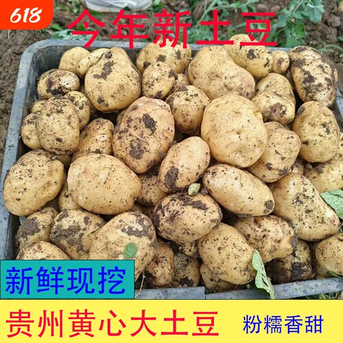 贵州黄心土豆新鲜高山