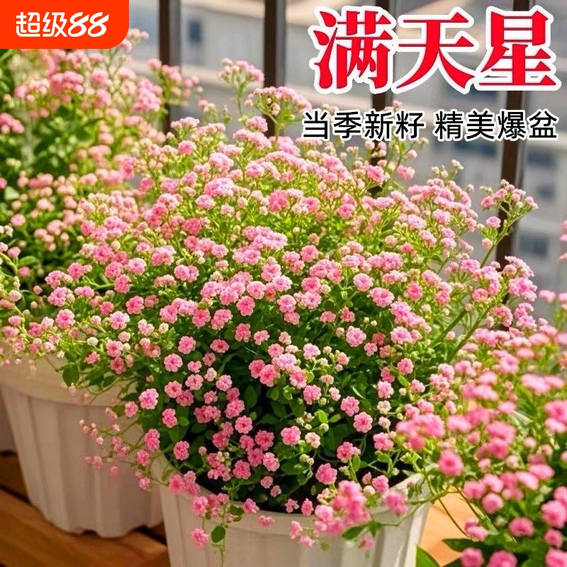 满天星花种子室内外阳台庭院办公室种植好活盆栽绿植花卉蔬菜种子