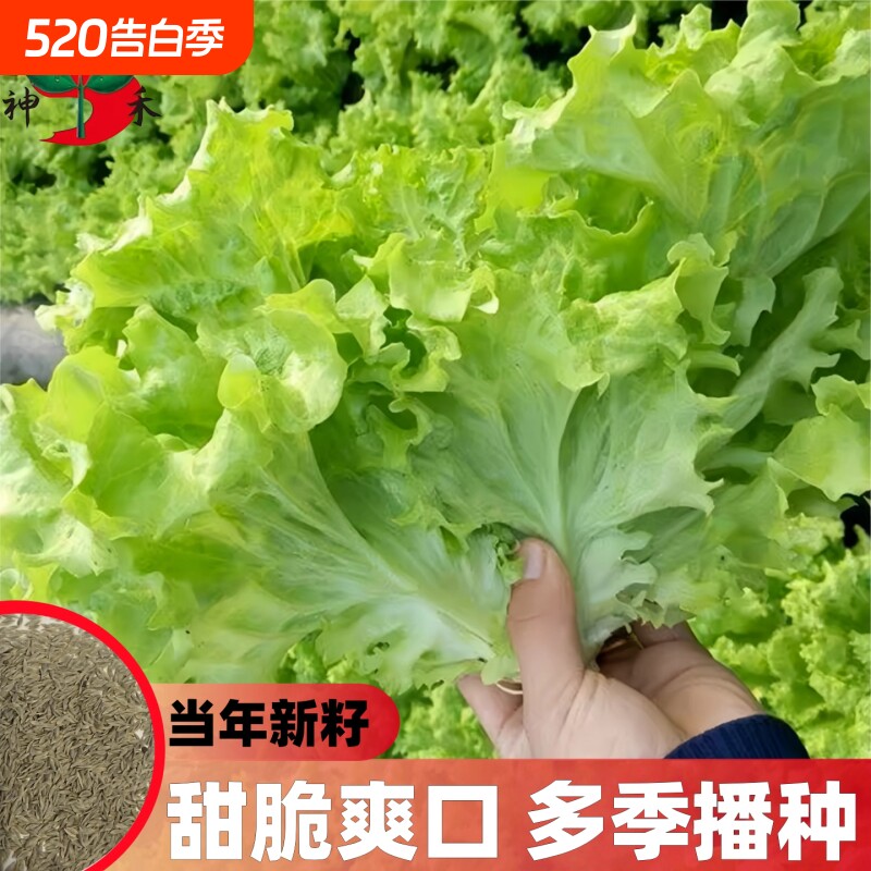 甜脆玻璃生菜种子阳台四季盆栽莱种蔬菜孑菜籽高产白菜茼蒿沙拉