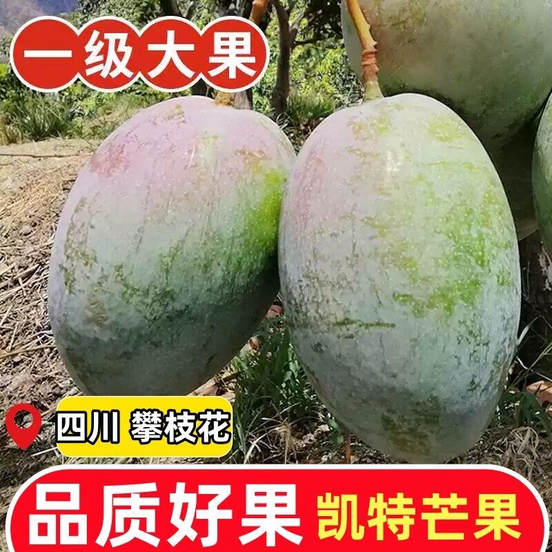 四川攀枝花凯特芒果9斤新鲜凯特芒现摘水果当季应季王大果果肉