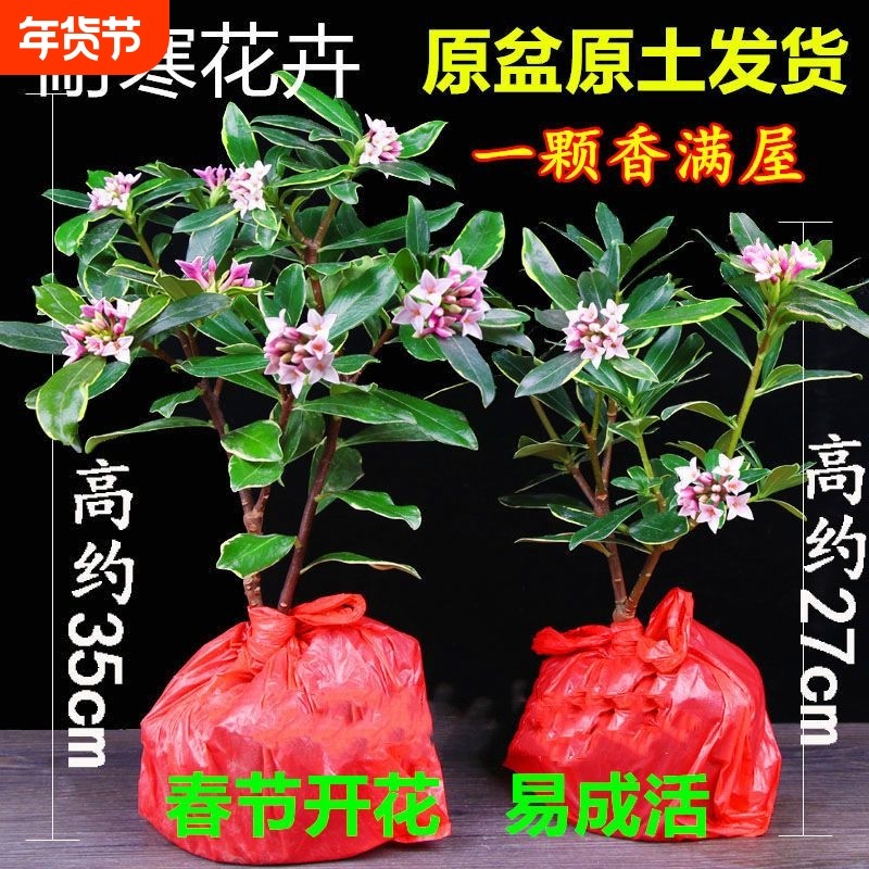 金边瑞香盆栽带花苞耐寒花卉冬季开花四季常青植物瑞香花苗年宵花