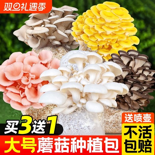 新鲜蘑菇种植包可食用菌种菌包幼儿园儿童家庭新鲜菌棒懒人盆栽