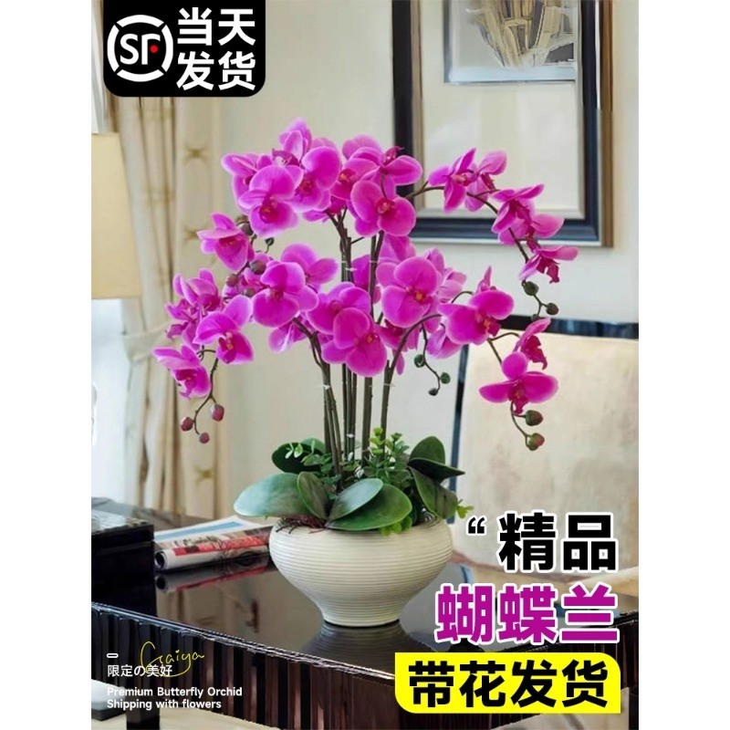蝴蝶兰盆栽带花苞花苗带花剑兰花大苗客厅室内植物花卉四季好养活,鲜花速递/花卉仿真/绿植园艺,时令草本花卉,淘宝优惠券,粉丝福利购,淘宝优惠卷