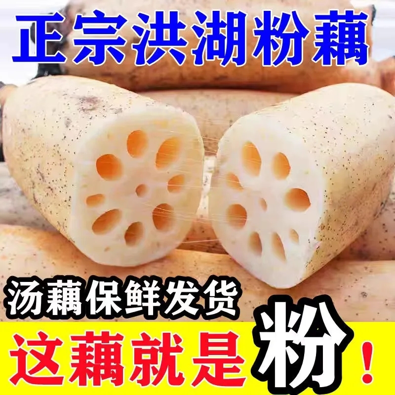 正宗洪湖粉藕莲藕煲汤藕新鲜现挖发货糯米藕炖汤九孔藕湖北红莲藕