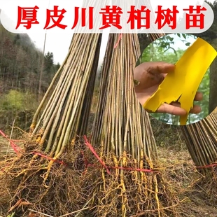 黄柏树苗厚皮中药材川黄柏苗黄柏皮川黄柏苗剥皮卖造林苗四川产地