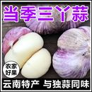 云南紫皮大蒜三瓣丫蒜多瓣蒜不熏硫炒菜提香耐存高原浓香家庭囤货