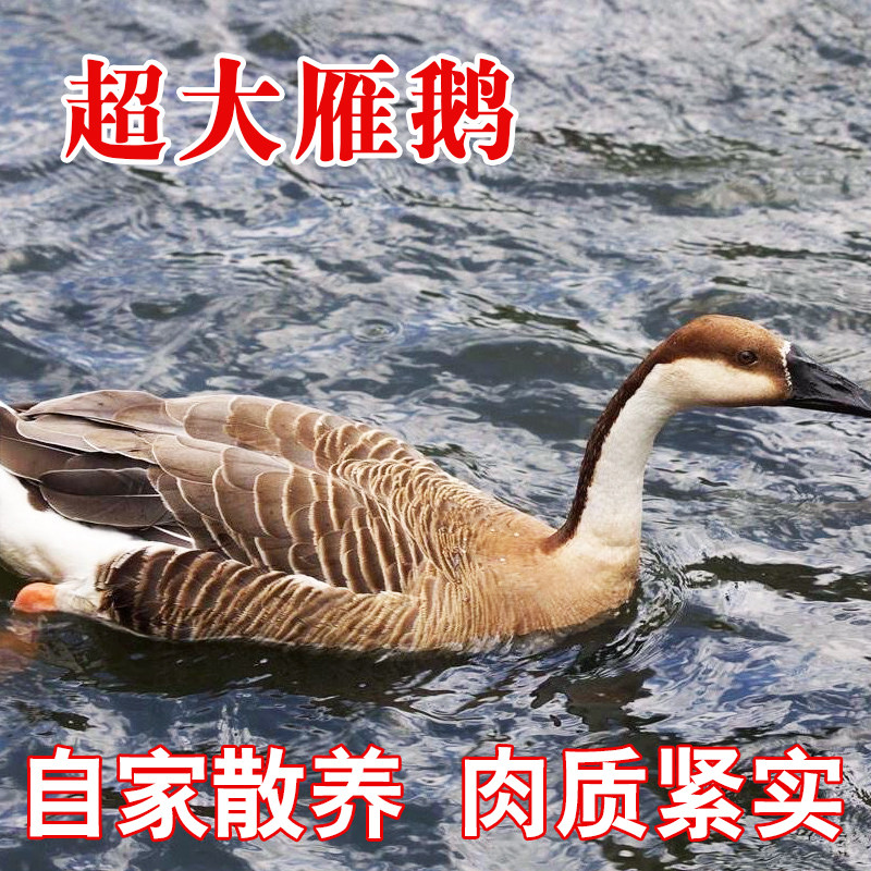 超大只正宗东北雁鹅散养新鲜现杀整只大雁鹅包邮净重8斤大雁鹅