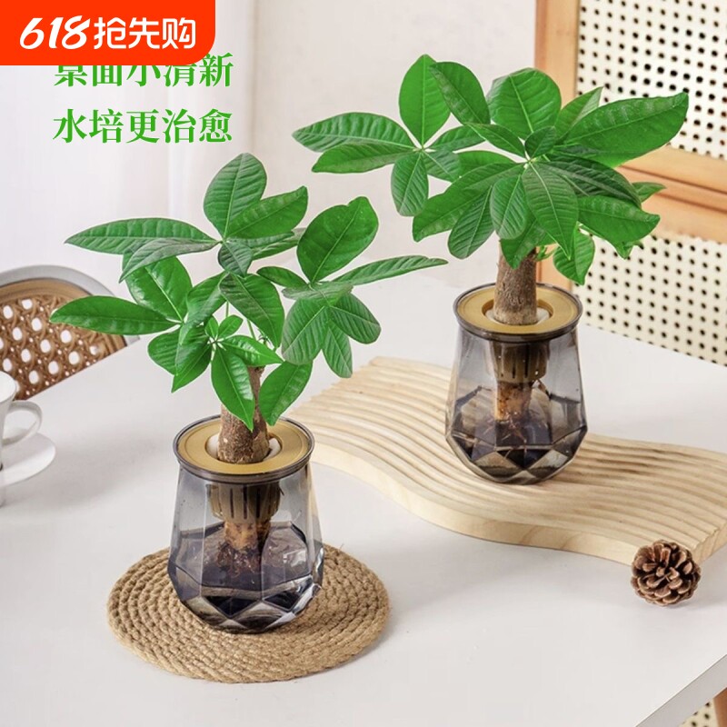 水培植物发财树盆栽万年萝室内绿植好养植物客厅净化空气花卉好物