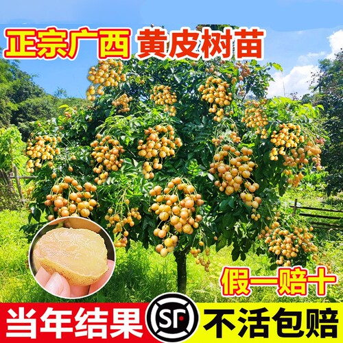 黄皮果树30天养死包赔