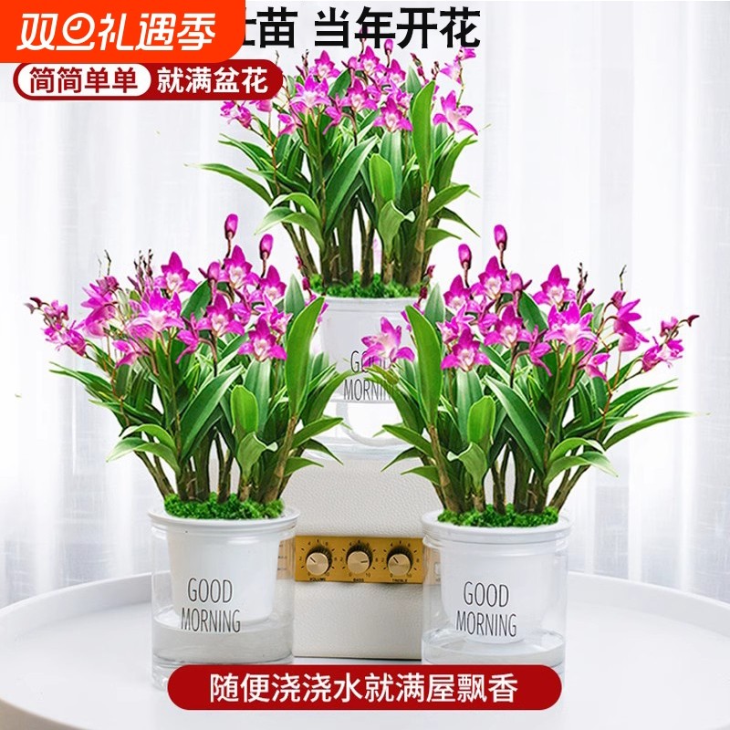 刘阁兰花苗 七彩石斛兰 有带花苞泼墨香水石斛室内外花卉绿植盆栽