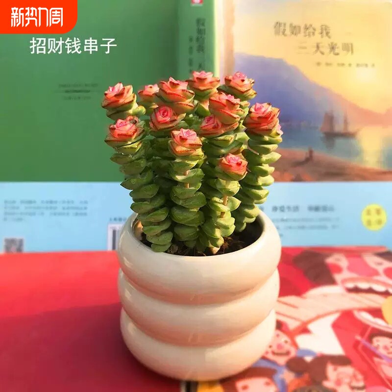 招财多肉植物彩色钱串盆栽办公室内桌面花卉好养活防辐射带盆带土