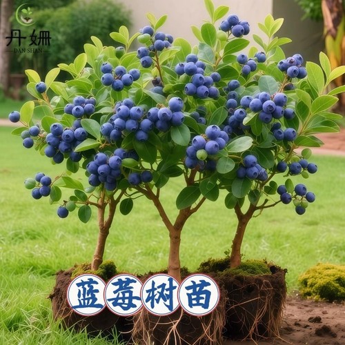 蓝莓树果苗栽蓝梅树苗带叶草莓室内耐寒南北方盆四季结果多规格
