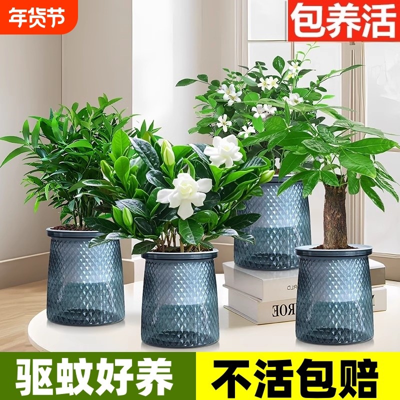 水培驱蚊竹柏植物九里香发财树盆栽室内绿植薄荷可食用驱蚊草观叶,鲜花速递/花卉仿真/绿植园艺,绿植,淘宝优惠券,粉丝福利购,淘宝优惠卷