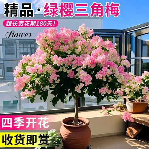 重瓣三角梅盆栽大苗带花老桩爬藤植物红梅花卉四季开花好养同安红
