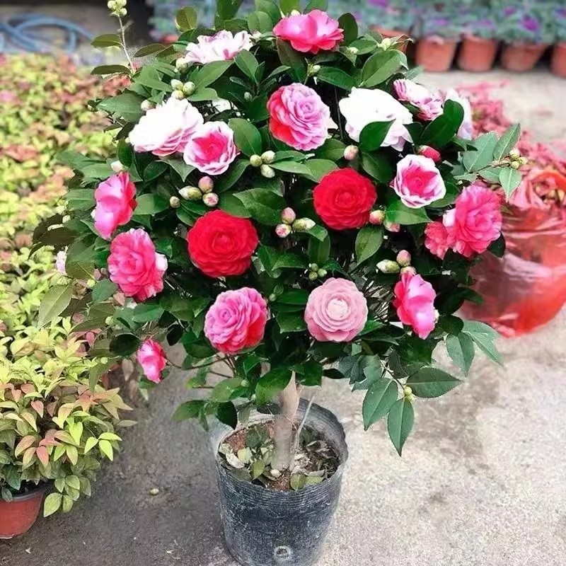 香妃茶花树苗盆栽带花苞五色赤丹植物玫瑰花山茶花苗四季开花客厅