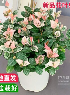 花叶络石四季常绿好养黄