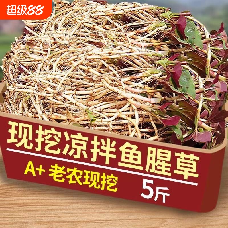 现挖鱼腥草新鲜折耳根嫩根正宗农家蔬菜节节草猪鼻孔泡沫箱加冰袋