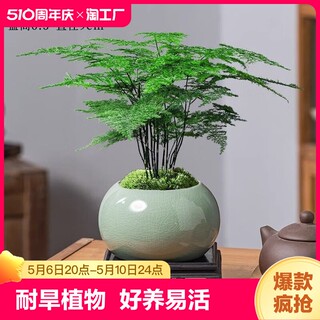 文竹盆栽植物室内办公室水培客厅懒人小绿植花卉大全盆景四季常青