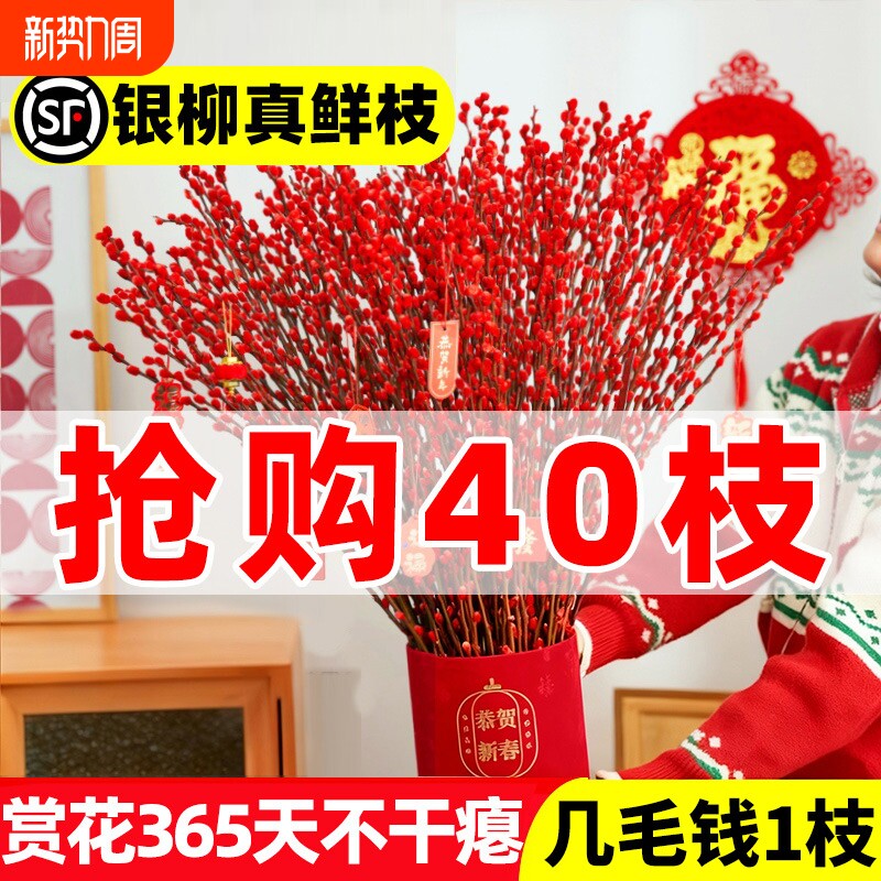 银柳真花鲜枝客厅摆件雪柳红色喜庆干花枝室内装饰年宵花水培植物