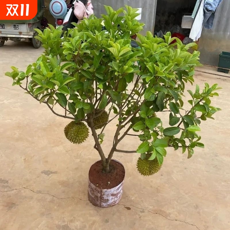 榴莲树苗正宗金枕苗南北四季种植猫山王黑刺榴莲树室内外好养盆栽