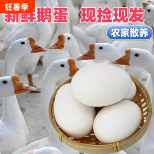 农家散养大鹅蛋新鲜正宗土鹅蛋现捡现发正宗放养孕妇宝宝