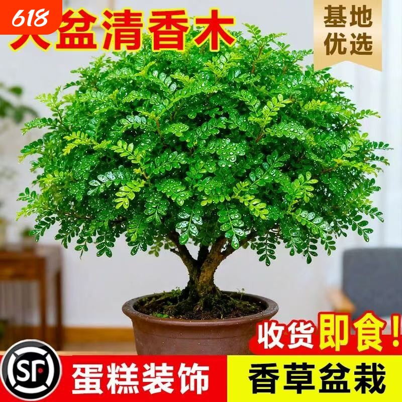正宗清香胡椒木老桩盆栽绿植驱蚊花卉室内外盆景净化空气四季好养
