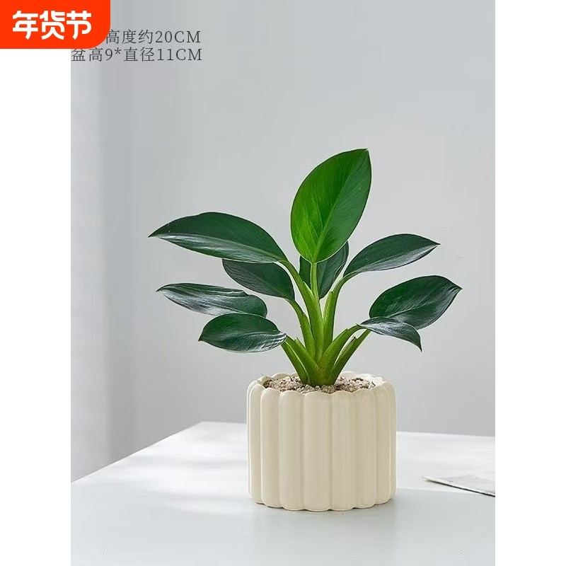 金钻盆栽室内桌面客厅办公室水培招财绿植花卉四季常青净化空气,鲜花速递/花卉仿真/绿植园艺,绿植,淘宝优惠券,粉丝福利购,淘宝优惠卷