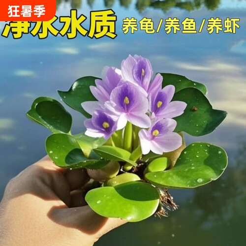 水葫芦水生水培植物生态古法缸造景水草躲避摆件养龟养鱼增氧水质
