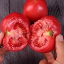 西红柿新鲜自然熟老味道沙瓤番茄可生吃水果孕妇当季 农家蔬菜现摘