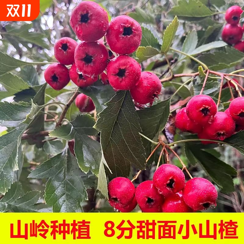 2025山东红甜山楂山里红山楂果新鲜酸甜鲜果红心野生甜口水果