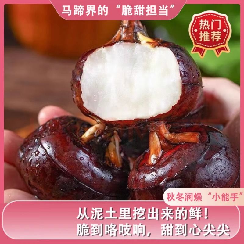 安徽特产现挖水晶马蹄