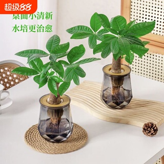 水培植物发财树盆栽万年萝室内绿植好养植物客厅净化空气花卉桌面