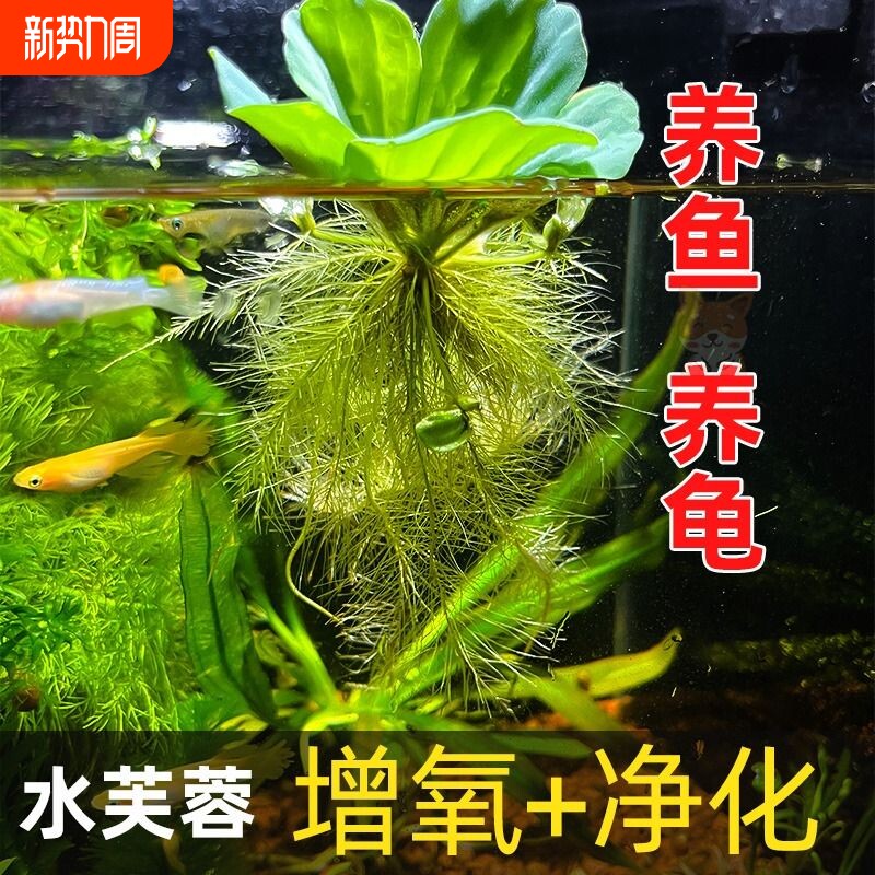 养鱼鱼缸浮萍绿植花卉造景净水芙蓉增氧水草古法缸生态缸躲避植物